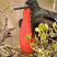 Great Frigatebird